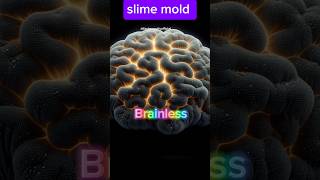 Slime mold  brainless  shorts trending viral facts video [upl. by Ahsekahs]