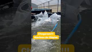 CLIMATIZANDO Para Povoamento dos Alevinos [upl. by Drannel232]