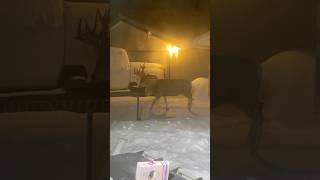 WILD Deer Seek Shelter From Snowstorm [upl. by Ynnav271]