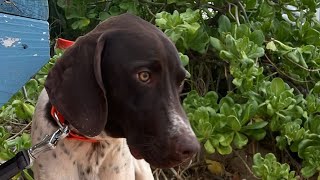 Meet Koa My New Side Kick from Montage Kapalua Bay on Maui Hawaii [upl. by Nylednarb]