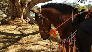 Horseback riding in Shan Srate Myanmar 2019 by mza [upl. by Neelyad]