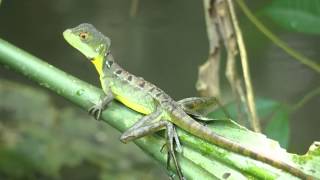 Un basilic vert à plume Basiliscus plumifrons ou lézard JésusChrist [upl. by Amron47]