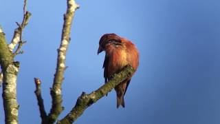 Common Crossbill Lynford 8th March 2017 [upl. by Nalid]