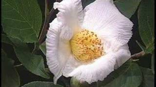 科学映像館 Wild Plants of KochiStewartia pesudcamelliaナツツバキ） [upl. by Koloski]