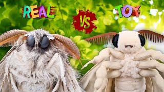 Adorable Realistic Silk Toy Moth  Bombyx Mori  Toy Review [upl. by Anitnas]