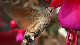 Fruczak gołąbek Macroglossum stellatarum  polski koliber [upl. by Sirred719]