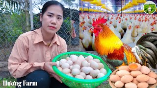 cleaning chicken coops harvesting and processing chicken eggs living with nature  huong farm [upl. by Reiner479]