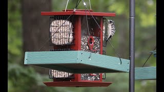 Bird Feeder Camera  Newnan Georgia [upl. by Noirb]