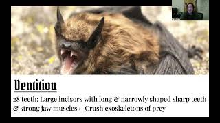 Kittis Hog Nosed Bat Sam Egly [upl. by Aicilat]