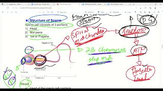 Structure of sperm cell  Stages of fertilization  Embryology  First Aid lectures  Lec2 [upl. by Ecnadnak]