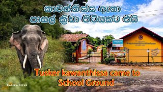 kawanthissa tusker came to school play ground tusker [upl. by Kam]