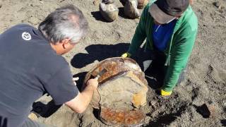 Cracking a great fossil Ammonite open [upl. by Shannah]