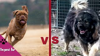 Dogue de Bordeaux vs Caucasian ShepherdWhich Dog is Suitable for Your Lifestyle [upl. by Euqinmod]