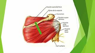 Exploration du tendon infra épineux en échographie [upl. by Crissy]