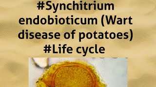 ClassPhycomycetes Synchitrium endobioticumLife cycle By Learn Votaniki [upl. by Nwahsit]