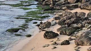 Craggy coast and lighthouse Robe Limestone Coast South East South Australia [upl. by Deeann]