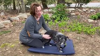 Massage for constipation dogs and cats [upl. by Saudra]