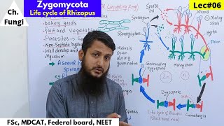 Zygomycota  Life cycle of zygomycota  Life cycle of Rhizopus  Lec06  part 1 bio [upl. by Camus826]