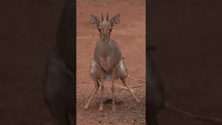 Animal wildlife  dik dik gazelle [upl. by Ahsile]