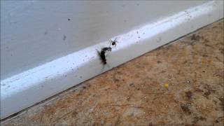 Earwig vs Spider Double Speed 1080p [upl. by Hertha]