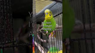 There Him is Bird  Boba the Budgie  Talking Parakeet petshorts [upl. by Armallas]