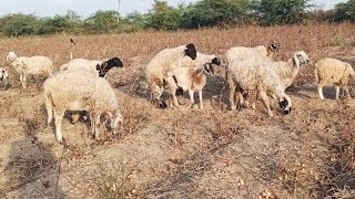 Sheep Very Excited Enjoying  Sheep First Meeting [upl. by Je]