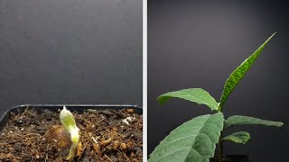 🌱 Growing LOQUAT Tree from Seed  100 Days Time Lapse 🌱 [upl. by Emeric]