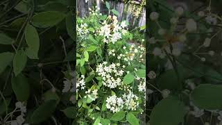 Visiting the Milkweed vine butterflygardening [upl. by Ised229]