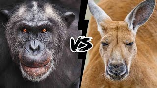 CHIMPANZÉ VS CANGURU  Quem é mais forte [upl. by Hendrika94]