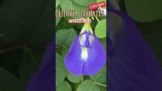 Clitoria ternateaclitoria ternatea flowerअपराजिता फूलRinkutimevlogshortsshort [upl. by Adigun]