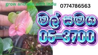 වාසිම package එකක්20241122 [upl. by Niwdla]