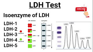 LDH Test  Isoenzymes of LDH  Functions of LDH [upl. by Cochrane]