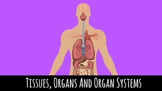 Tissues Organs and Organ Systems  How The Body Works  GCSE Biology [upl. by Savina]