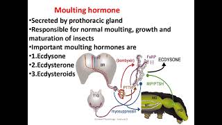 Neurosecretion in insects [upl. by Mcgill77]