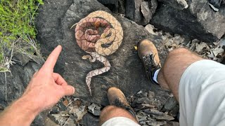 We Found The Copperhead Den  July Snake Hunting [upl. by Choo]