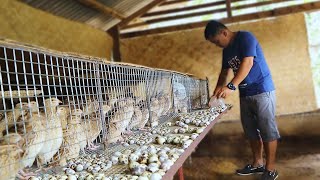 Amazing Modern QUAIL FARMING  Massive Egg Quail Production How to gender your quail  Ep 5 [upl. by Roldan201]