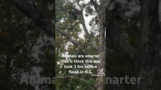 Bears take refuge in trees 2hrs before hurricane hit North Carolina [upl. by Agretha]