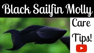 Black Sailfin Molly Care Tips [upl. by Arikehs]