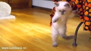 Funny Cute Kittens Ragdoll Kitten [upl. by Eeresid]