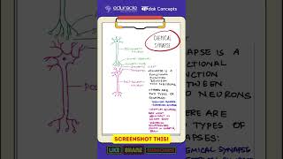 Edurale  Kadak Concepts  Chemical synapse [upl. by Eyahsal]