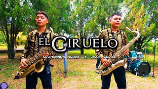 EL CIRUELO TROPIBANDA AGUILA DE JUAN GARCIA [upl. by Biancha]