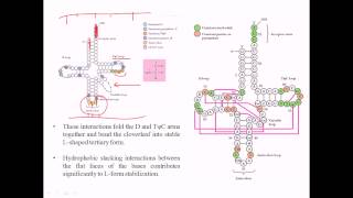 Structure of tRNA [upl. by Diarmit]