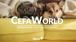 Lançamento CefaWorld  Cefalexina  antimicrobiano [upl. by Elsie]