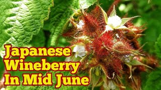 Japanese Wineberry In Mid June How It Looks Like  Organic Allotment Kitchen Garden amp Fruit Orchard [upl. by Regnig]