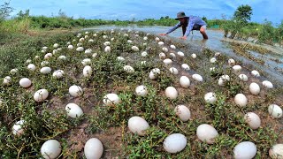 Top Farmers  pick a lot of duck eggs in the river near the flowing water [upl. by Yreneh384]