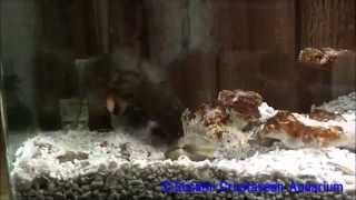 モンハナシャコの食事  Peacock Mantis Shrimps eating a shortneck clams [upl. by Raf37]