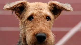 Are Airedale Terriers Prone to Autoimmune Disorders [upl. by Nohtanoj]