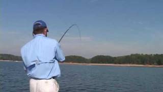 Sebile Magic Swimmer Fishing on Lake Lanier [upl. by Delisle]