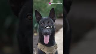 German Shepherd vs Belgian Malinois Which Dog is Better for Work funny [upl. by Ellatsyrc934]