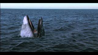 Girl Gets Swallowed By Whale  Viewer Discretion [upl. by Trauts]